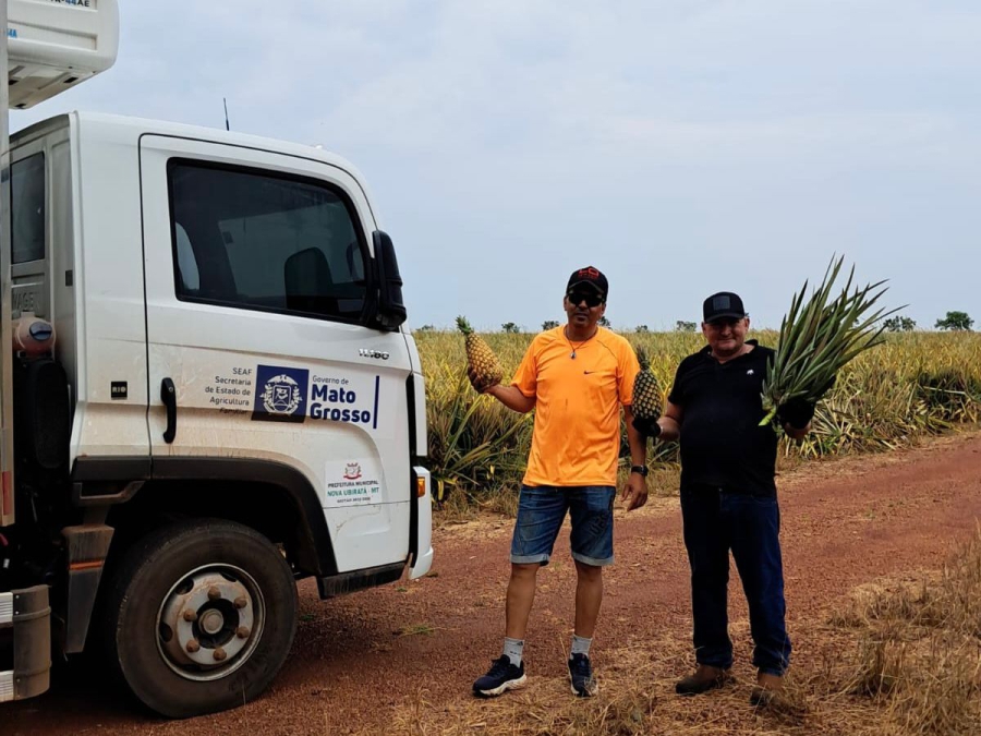 Prefeitura de Nova Ubiratã impulsiona agricultura familiar com transporte de mudas de abacaxi