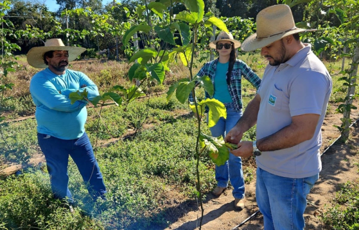 Secretaria de Agricultura realizou visitas técnicas aos produtores do distrito de Entre Rios